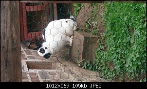 Kaninchen abgeben oder versuchen mit Riesen zu vergesellschaften?-dsc_0763.jpg