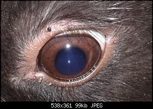 SORRY - Habe ich im Wald gefunden!-auge2.jpg