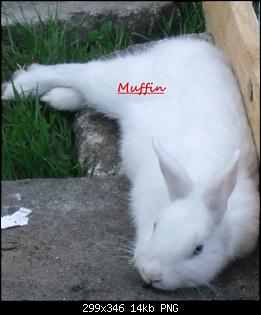H�sin ist ein Rammler-muffin.jpg