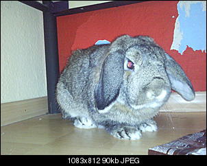 Sie werden immer dicker!!-foto0212.jpg