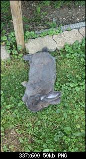 Es ist passiert - Kaninchen wahrscheinlich schwanger :/ HILFE!-bildschirmfoto-2014-07-24-um-07.14.47.jpg