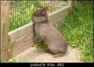 Es ist passiert - Kaninchen wahrscheinlich schwanger :/ HILFE!-kninchenbabys-4-wochen-9.jpg