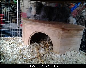 Kaninchen gewicht?-20140724_192359.jpg