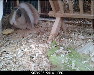 Kaninchen gewicht?-20140616_160742.jpg