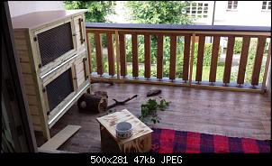 Kaninchenneuling - Scheues Kaninchen-balkon.jpg