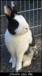 Mein Kaninchen ist ein Einzelg�nger :(-arun.jpg
