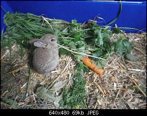 Woher kommt das Baby-Kaninchen???!!!!-p7010945nrsoc.jpg