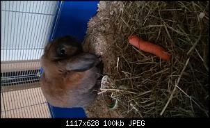 Hasi und ich...-1413986677590.jpg