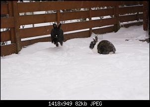 Kaninchen M�pt-dsc01765.jpg