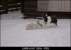 Kaninchen M�pt-klein_dsc01661.jpg