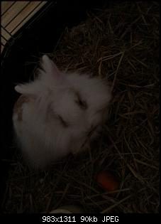 Angora-Angie hier Nini-Bilder-20141102_084140.jpg