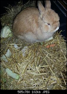 Angora-Angie hier Nini-Bilder-20141102_084228.jpg