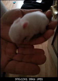 Angora-Angie hier Nini-Bilder-20141102_083608.jpg