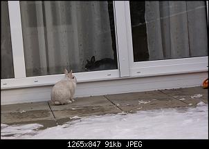 Was gebt ihr eurem Hasen?-dsc01414.jpg