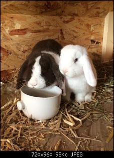 Kaninchen k�mpfen - was nun?-10841204_961674507194707_852976619_n.jpg