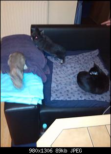 Nachwuchs unerwartet bekommen, Hilfe erbeten-img_20150110_210409.jpg
