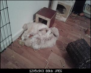 Fellpflege-kaninchen.jpg