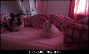 keine Erfahrung mit Teddy Kaninchen / Fellpflege-imag0890.jpg