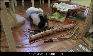 keine Erfahrung mit Teddy Kaninchen / Fellpflege-imag1128.jpg