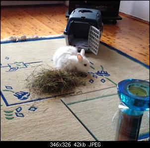 Angora? Teddy? Was ist er?-fullsizerender.jpg