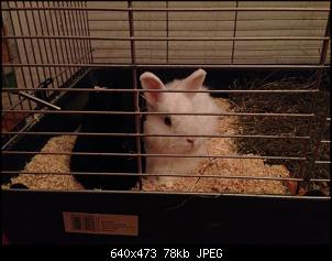 Angora? Teddy? Was ist er?-fullsizerender2.jpg
