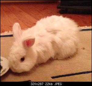 Angora? Teddy? Was ist er?-fullsizerender-1-.jpg