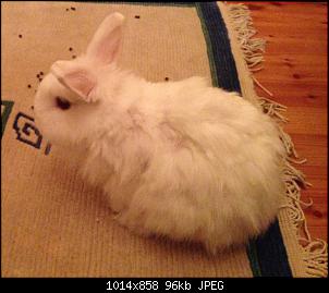 Angora? Teddy? Was ist er?-fullsizerender.jpg