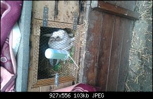 Kaninchen Neulinge und tausend Fragen-20150322_090617%5B1%5D.jpg