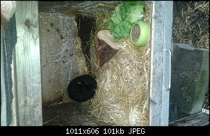 Kaninchen Neulinge und tausend Fragen-20150322_090634%5B1%5D.jpg