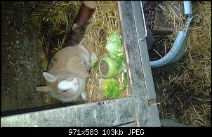 Kaninchen Neulinge und tausend Fragen-20150322_090658%5B1%5D.jpg
