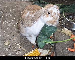 die neue buny-100_4098.jpg