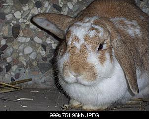 die neue buny-100_4043.jpg