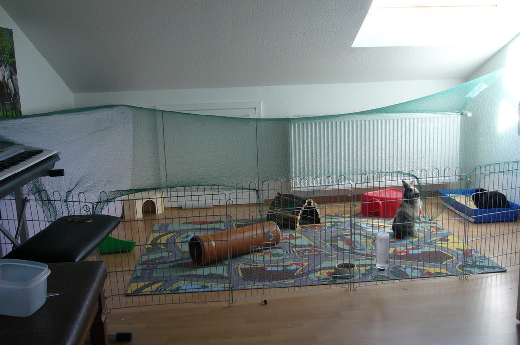 Name:  2009_0617Kanininchen0004.jpg
Hits: 253
Gr��e:  99,1 KB