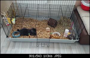 vergesellschaftung von kastriertem Kaninchen M�nnchen und Kaninchen Weibchen-dsc_0141.jpg