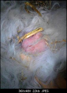 Die Jungen sind da-babys.jpg