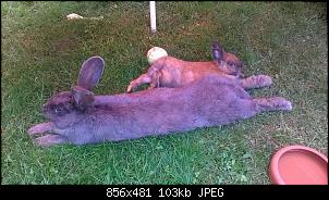 Vergesellschaftung von Beastly-wp_20150605_17_17_19_pro.jpg