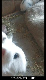 Hase in Rage...-screenshot_2015-06-10-19-16-17.jpg