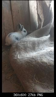 Hase in Rage...-screenshot_2015-06-10-19-16-08.jpg