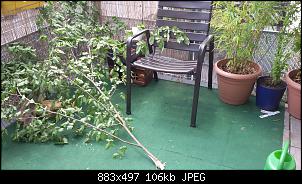 Was kann ich noch f�r meine Kaninchen tun?-20150614_142703.jpg