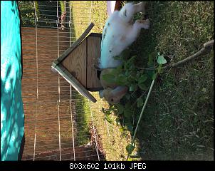 Kaninchen Baby gekauft Viel zu fr�h mache mir sorgen-image.jpg