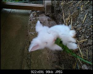Welche Rasse sind meine Kaninchen?-dsc_1003.jpg