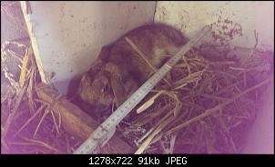 Zwerg oder Gro�es Kaninchen?-img-20150813-wa0005.jpg