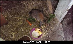 Zwerg oder Gro�es Kaninchen?-img-20150813-wa0004.jpg