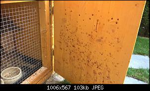 Flecken im Gehege-wp_20150815_18_12_29_pro.jpg