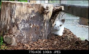Angora im Au�engehe-2015-09-12-22.53.56.jpg