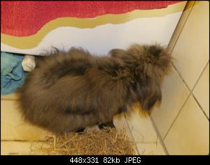 Angora trifft Anf�ngerin...-p1020196.jpg