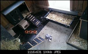 Kaninchenbabys, ohje..!!-imag2076.jpg