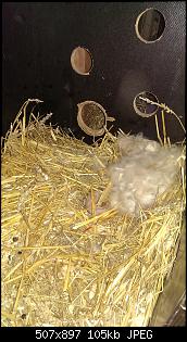 Kaninchenbabys, ohje..!!-imag2079.jpg