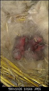 Kaninchenbabys, ohje..!!-imag2082.jpg