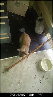 Kaninchenbabys, ohje..!!-imag2119.jpg